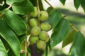 Attēlu rezultāti vaicājumam “Malus mandshurica fruit”
