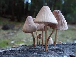 Attēlu rezultāti vaicājumam “Mycena purpureofusca”