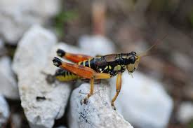 Attēlu rezultāti vaicājumam “Podisma pedestris”