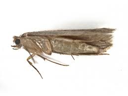 Attēlu rezultāti vaicājumam “Tineidae”