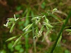 Attēlu rezultāti vaicājumam “Festuca altissima flower”
