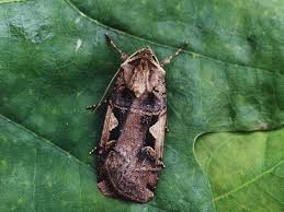 Attēlu rezultāti vaicājumam “Xestia c-nigrum”