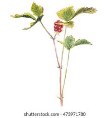 Attēlu rezultāti vaicājumam “Rubus saxatilis leaf”