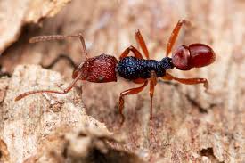 Attēlu rezultāti vaicājumam “Formicidae”