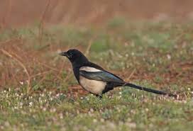 Attēlu rezultāti vaicājumam “Pica pica adult”