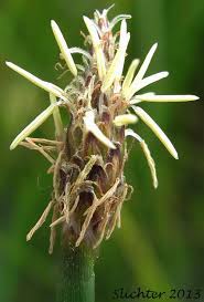 Attēlu rezultāti vaicājumam “Eleocharis palustris flower”