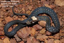 Attēlu rezultāti vaicājumam “Badhamia bethelii stalked”