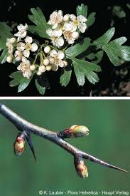 Attēlu rezultāti vaicājumam “Crataegus monogyna subsp. nordica”