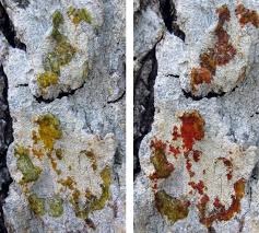 Attēlu rezultāti vaicājumam “Pertusaria coccodes”