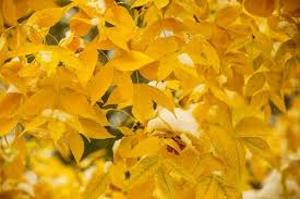 Attēlu rezultāti vaicājumam “Fraxinus pennsylvanica male flower”