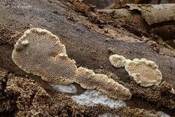 Attēlu rezultāti vaicājumam “Antrodia malicola”