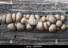 Attēlu rezultāti vaicājumam “Lycogala confusum”