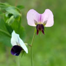 Attēlu rezultāti vaicājumam “Pisum sativum flower”