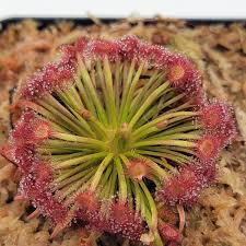 Attēlu rezultāti vaicājumam “Drosera x obovata leaf”