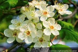 Attēlu rezultāti vaicājumam “Rhynchospora alba fruit”