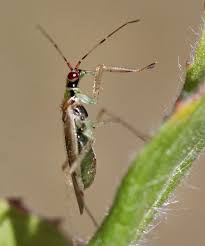 Attēlu rezultāti vaicājumam “Dicyphus sp.”