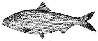 Image result for Alosa sapidissima