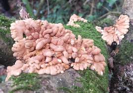 Attēlu rezultāti vaicājumam “Hypocreopsis lichenoides”