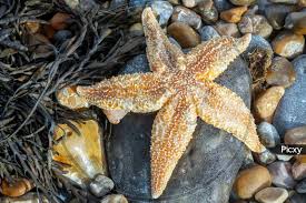 Image result for Asterias rubens
