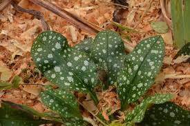 Attēlu rezultāti vaicājumam “Pulmonaria saccharata leaf”