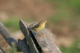 Attēlu rezultāti vaicājumam “Phylloscopus collybita adult”