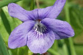 Image result for Veilchen