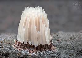 Attēlu rezultāti vaicājumam “Stemonitis splendens macro”