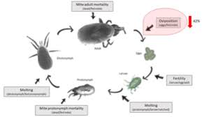 Attēlu rezultāti vaicājumam “Mesostigmata”