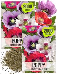 Image result for Papaver somniferum