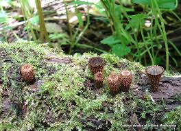 Attēlu rezultāti vaicājumam “Cyathus striatus”