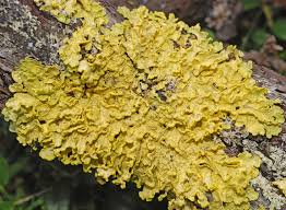 Attēlu rezultāti vaicājumam “Vulpicida pinastri”