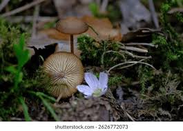 Attēlu rezultāti vaicājumam “Strobilurus esculentus”