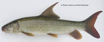 Image result for Moxostoma duquesnei