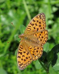 Attēlu rezultāti vaicājumam “Argynnis adippe underside”