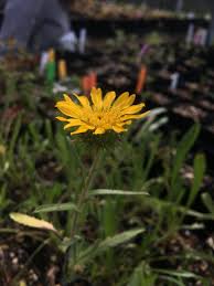 Attēlu rezultāti vaicājumam “Hygroamblystegium humile sporophyte”