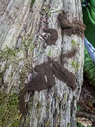 Attēlu rezultāti vaicājumam “Licea minima spores”