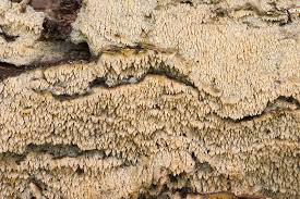 Attēlu rezultāti vaicājumam “Hyphodontia barba-jovis”