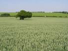 tree: Puritans worshipped - via Daymix