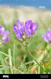 Attēlu rezultāti vaicājumam “Astragalus danicus flower”