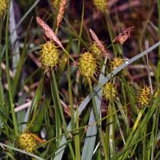 Attēlu rezultāti vaicājumam “Carex lepidocarpa leaf”