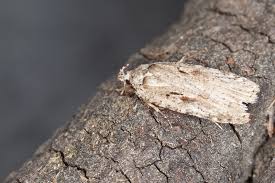Attēlu rezultāti vaicājumam “Agonopterix ocellana”