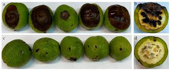 Attēlu rezultāti vaicājumam “Trichia botrytis var. cerifera macro”