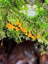 Attēlu rezultāti vaicājumam “Lycogala ustulatum young”