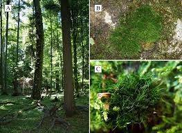 Attēlu rezultāti vaicājumam “Dicranum viride”