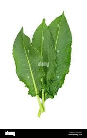 Attēlu rezultāti vaicājumam “Rumex crispus leaf”