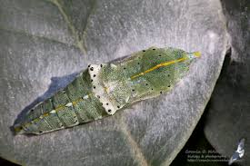 Attēlu rezultāti vaicājumam “Mamestra brassicae pupa”