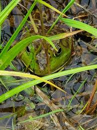 Image result for Bath Amphibians