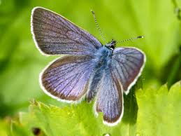 Attēlu rezultāti vaicājumam “Cyaniris semiargus male”