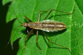 Attēlu rezultāti vaicājumam “Nabis limbatus”