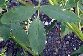 Attēlu rezultāti vaicājumam “Melilotus albus leaf”